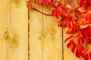 Autumn background: grape red leaves over grunge wooden texture