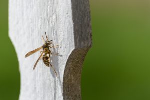 Pests to Watch Out For With a Wood Fence